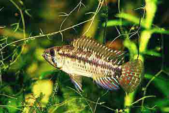 Apistogramma commbrae